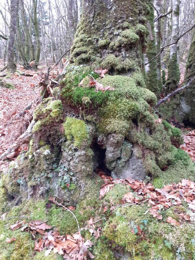 Locarn Lodge, Goas Rep Bagian luar foto